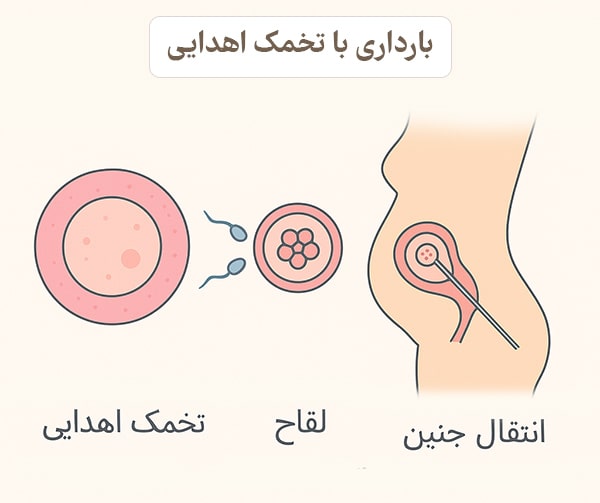 آیا اهدای تخمک باعث نازایی میشود/تجربه زنان پس از اهدای تخمک