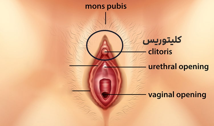 عکس بزرگ شدن کلیتوریس 